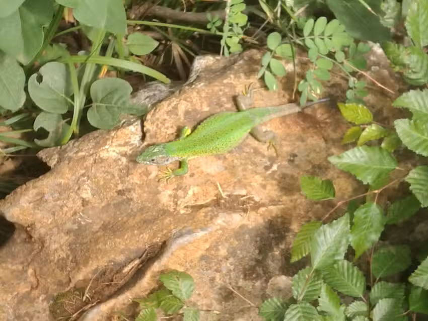 Pensiunea Agroturistica Casa Palade