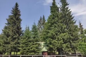 Pensiunea Alb & Negru