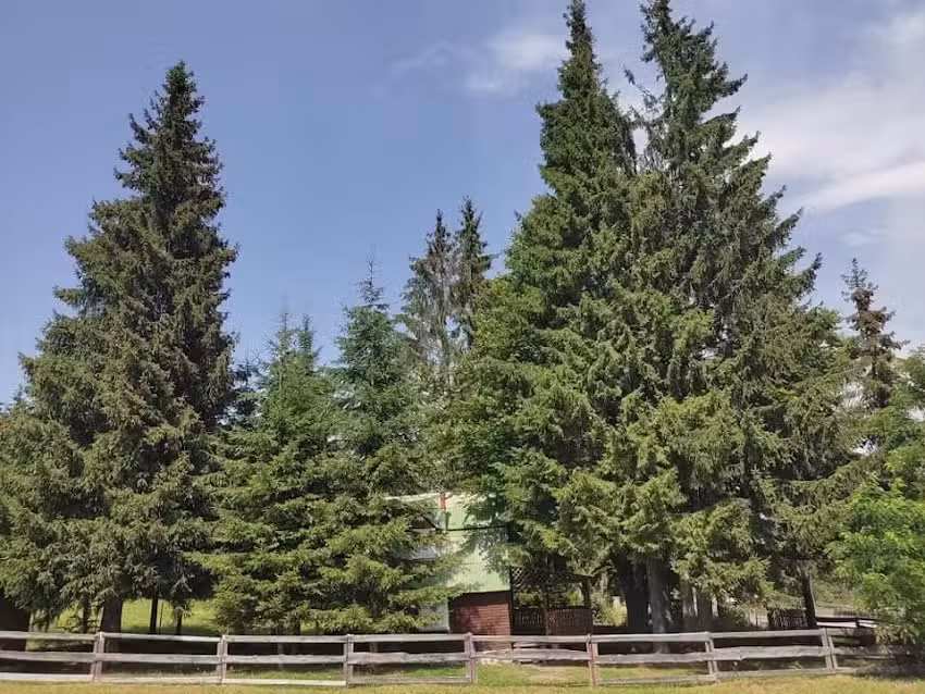 Pensiunea Alb & Negru