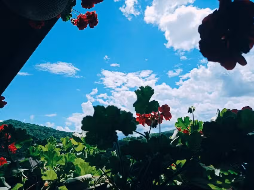 Pensiunea Casa Andreea – Bârsana Maramureș