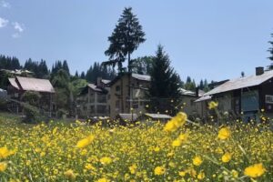 Pensiunea Casa Frasin