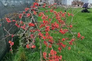 Pensiunea Casa Mădă