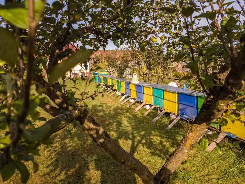 Pensiunea Casa Tămaș