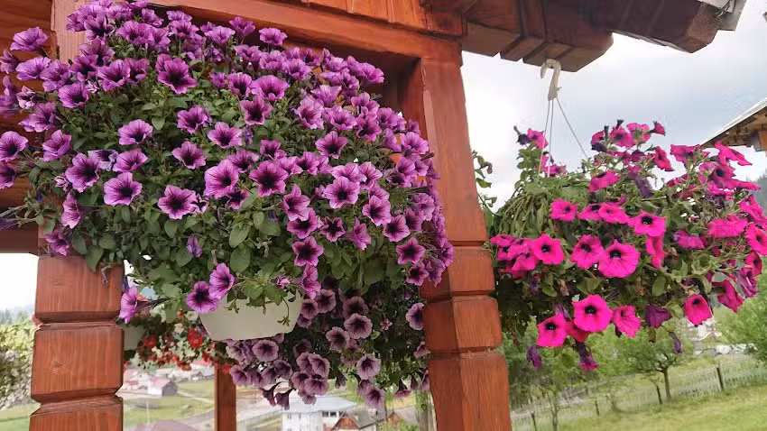 Pensiunea Coliba Plutașilor