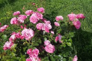 Pensiunea Eden Maison