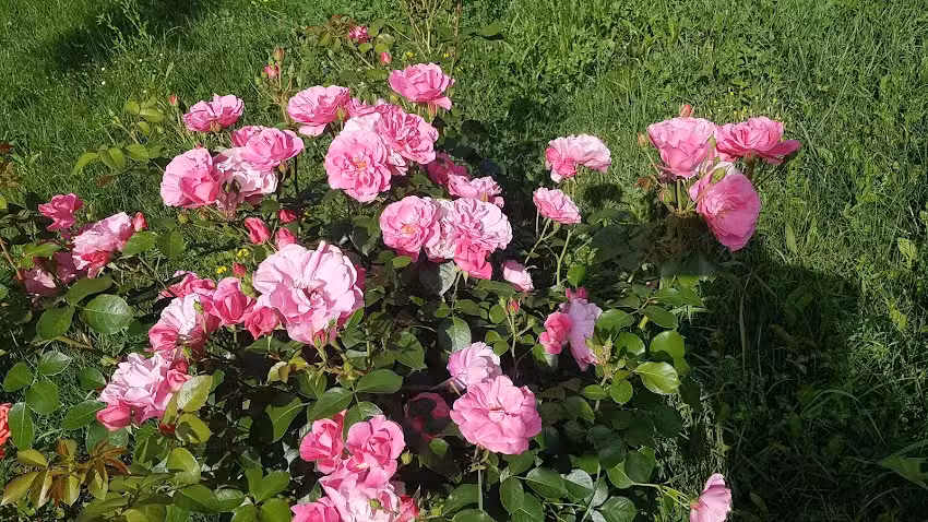 Pensiunea Eden Maison