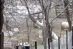 Pensiunea Fantana Rece