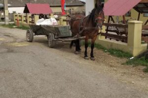 Pensiunea Fazi Panzió