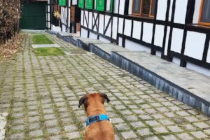 Pensiunea Gasthof Michelsberg