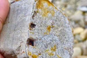 Pensiunea GREEN ODOBA