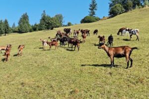 Pensiunea Ionut si Sofia