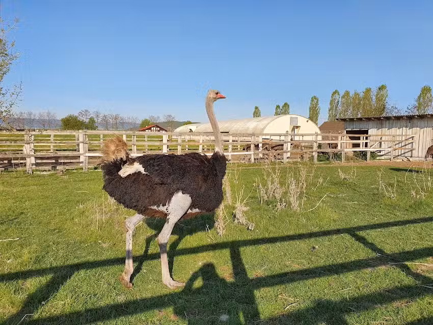 Pensiunea ,,La struti”