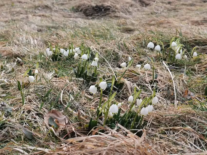 Pensiunea Lu’ Muja
