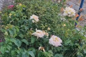 Pensiunea Rider Club