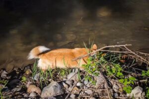 Pensiunea Stânca de sare