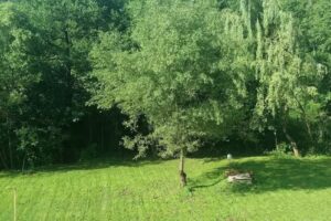 Pensiunea Steaua Nordului