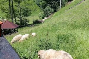 Pensiunea Valea cu Calea