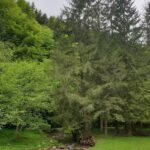 Pensiunea Valea Simonului