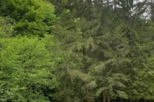 Pensiunea Valea Simonului