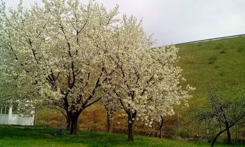 Pensiunea Vila President