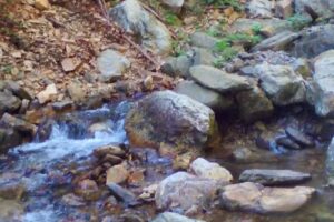 PERLA LOTRULUI, PENSIUNE