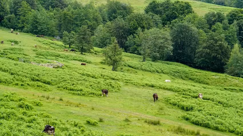 Popas Valea Ursului