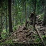 Refugiul Șaua Negoiu