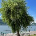 Riviera 990 Chalet Cazanele Dunarii