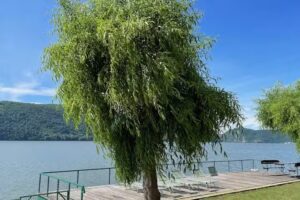 Riviera 990 Chalet Cazanele Dunarii