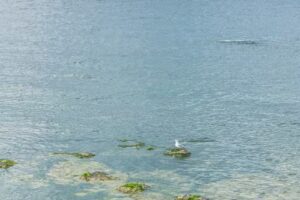 Safari Glamping Open Beach