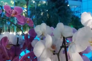 Stella’s cozy home