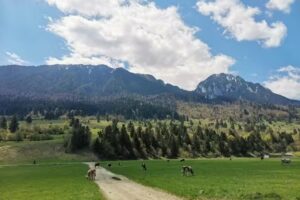 Taverna Pietrei Craiului