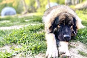 The Grand Prestige Igloo