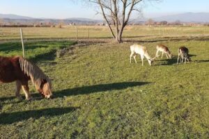 Transylvanian Farmstay