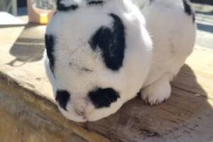 Two Rabbits Guesthouse