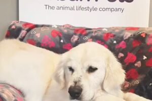 Urban Pets Hotel&Spa