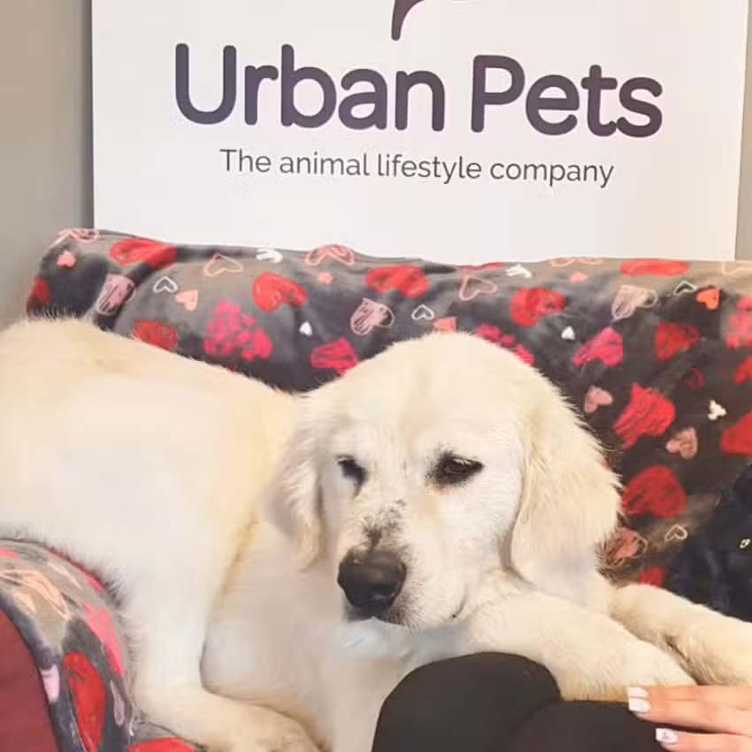 Urban Pets Hotel&Spa