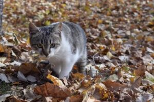 Viața la Țară Cerna