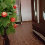 Vila Duly Costinesti