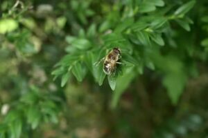 Vila Transylvania Inn