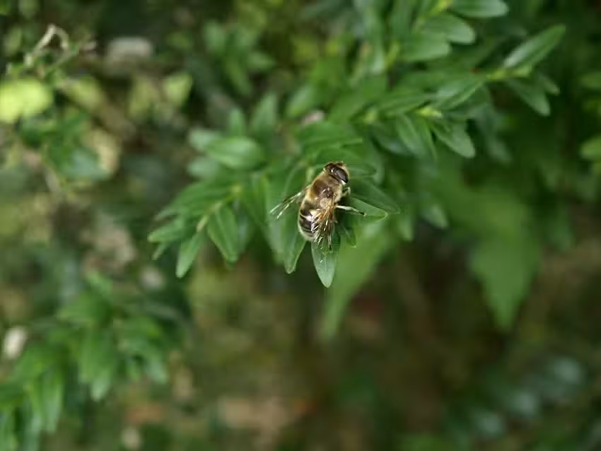 Vila Transylvania Inn