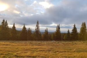 WooDy Glamping Resort